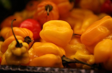 Quali sono i cibi migliori per perdere peso?