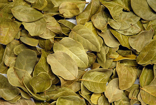 Foglie di boldo