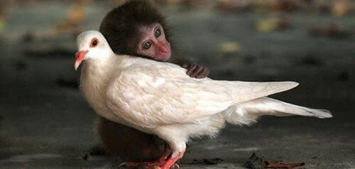 Il potere terapeutico delle carezze