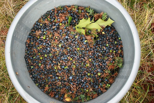 Bacche di ginepro