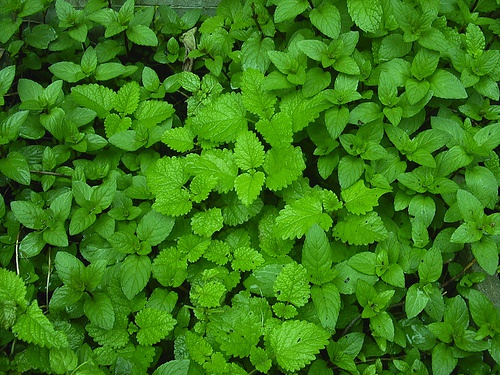 Foglie di menta