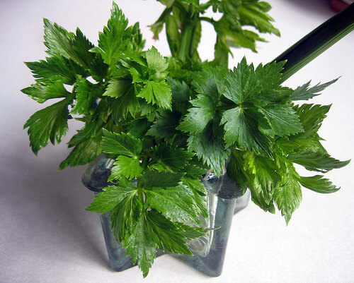 il sedano è utilizzato come soppressore dell'appetito