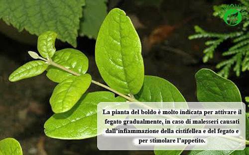 Il boldo e suoi benefici
