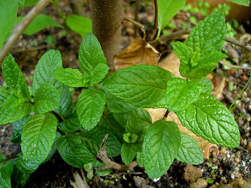 menta piperita