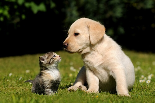 avere animali domestici ci rilassa e tranquillizza