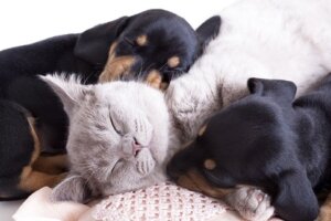Animali domestici: un grande aiuto per la salute