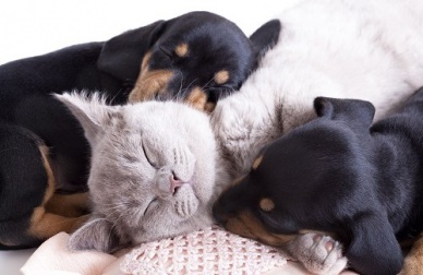 Animali domestici: un grande aiuto per la salute