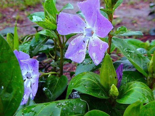 Fiori di Bach