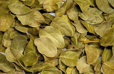 Il boldo: un aiuto dalla natura per fegato e cistifellea