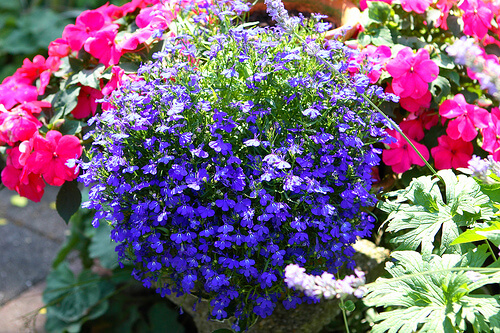 Pianta di lobelia