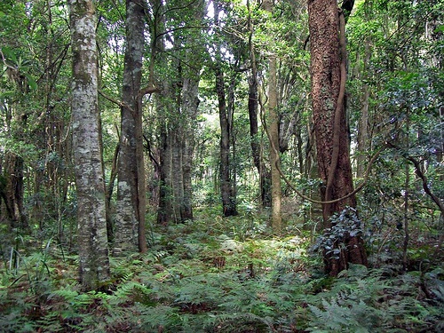 Passeggiata nella natura