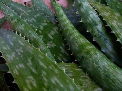 Le proprietà dell'aloe vera
