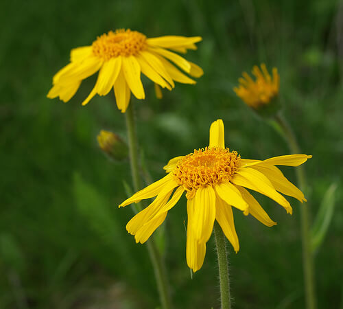 Fiori di arnica