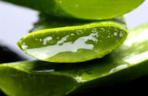 Le meravigliose proprietà dell’aloe vera