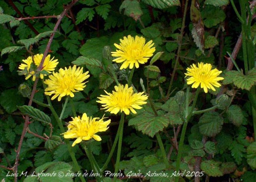 fiore dente di leone tra le piante che aiutano a dimagrire