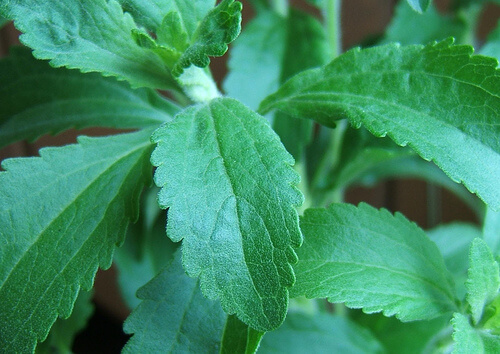 pianta stevia