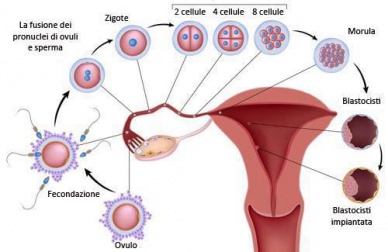 Migliorare la fertilità grazie a 10 alimenti