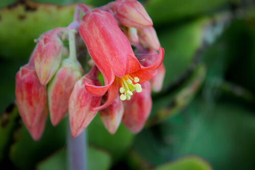 kalanchoa per combattere il cancro all'utero