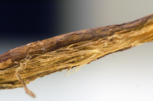 Afonia e disfonia - Liquirizia