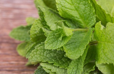 5 benefici della menta piperita