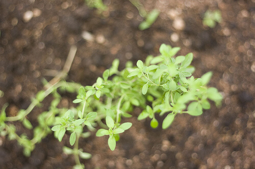 le caratteristiche dell'origano