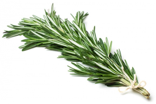 rametto di rosmarino