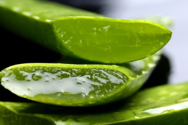 Effetti cicatrizzanti e rinfrescanti dell'aloe vera