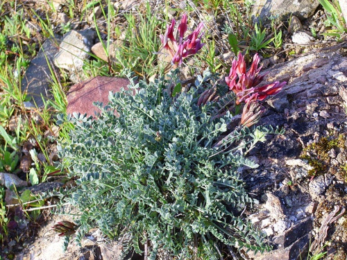 la radice di astragalo viene tradizionalmente impiegata contro le infezioni virali