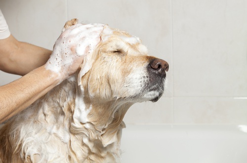 bagno cane per rimuovere zecche