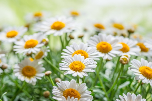 Camomilla romana in fiore
