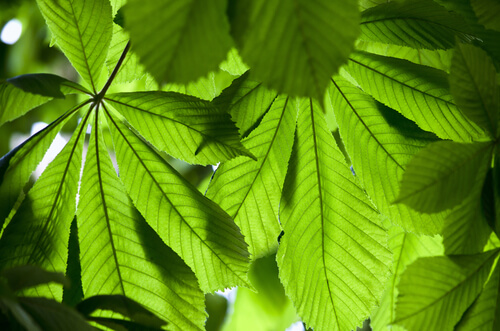 Equiseto per depurare l'organismo