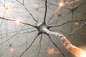 Piante medicinali che migliorano la memoria