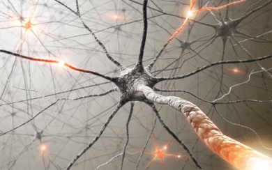 Piante medicinali che migliorano la memoria