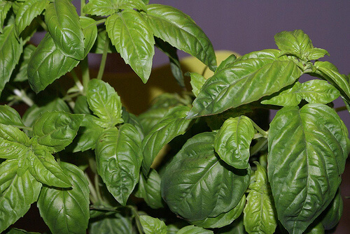 pianta di basilico