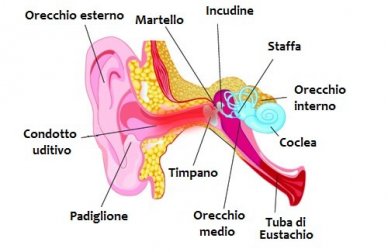Calmare il mal d'orecchio: efficaci rimedi naturali
