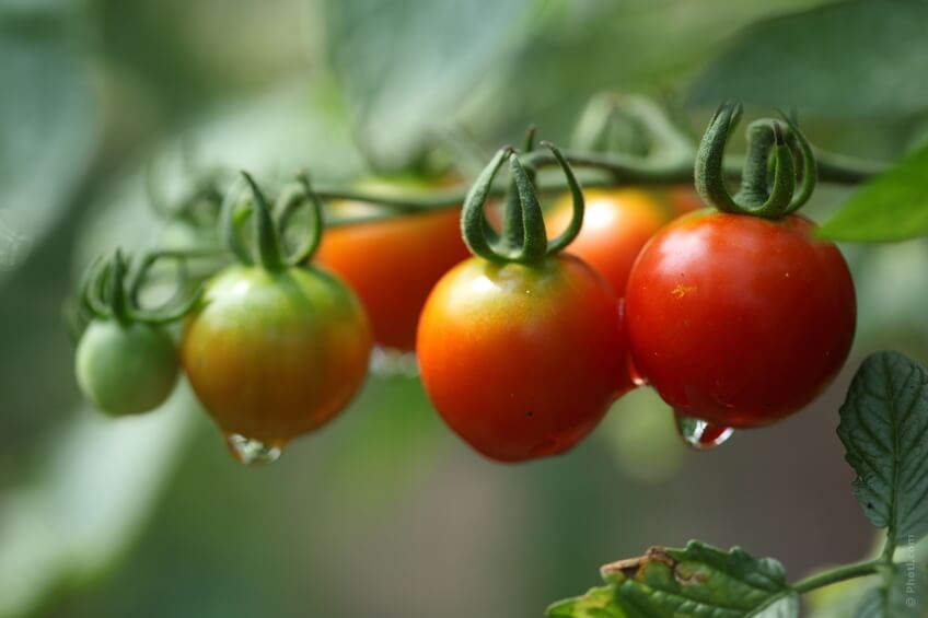 benfici pomodoro