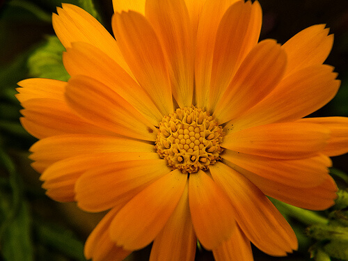 Calendula