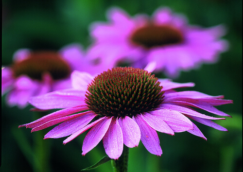l'echinacea è una pianta erbacea originaria dell'America