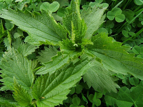 Rimedi per la rinite allergica - Ortica
