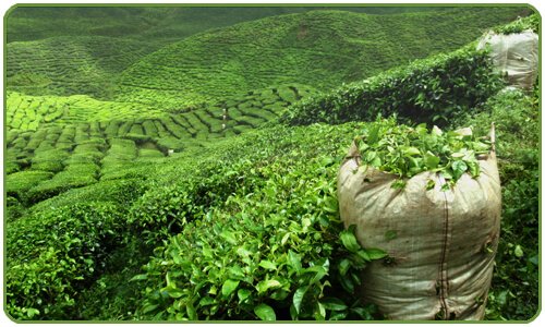 Piantagioni di tè verde