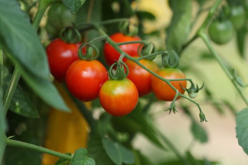 pomodori