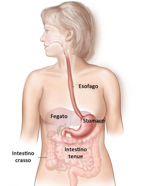 Anatomia del corpo umano