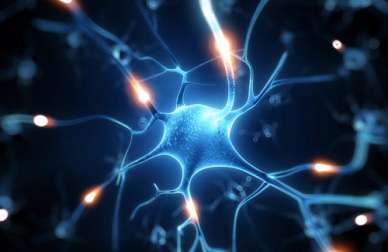 Il Resveratrolo: un eccellente scudo per il cervello