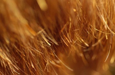 Rimedi contro le doppie punte da preparare in casa