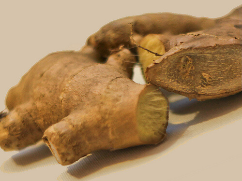 radici di zenzero