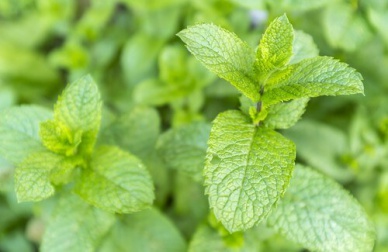Proprietà medicinali della menta, scopritele tutte
