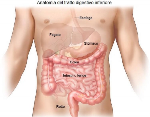 sistema digerente
