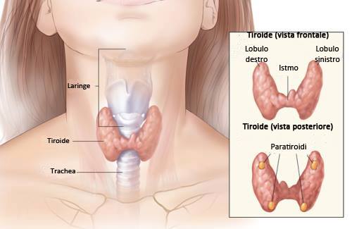 Il gozzo: l’infiammazione della ghiandola tiroidea