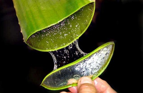 L'aloe, oltre ad avere proprietà benefiche, è uno dei più efficaci lassativi naturali