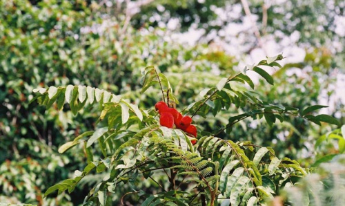 corteccia Burututu